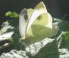 Pieris mannii
